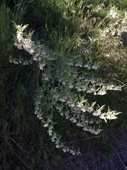 Elaeagnus umbellata