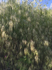 Bromus tectorum