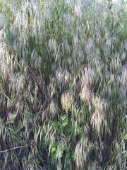 Bromus tectorum