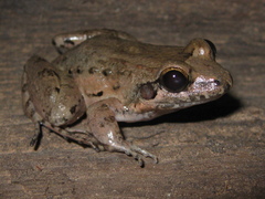 Leptodactylus leptodactyloides
