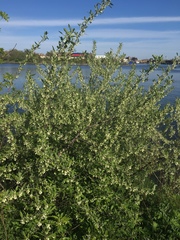 Elaeagnus umbellata