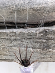 Segestria florentina