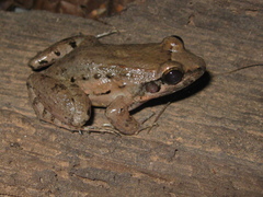 Leptodactylus leptodactyloides