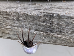 Segestria florentina