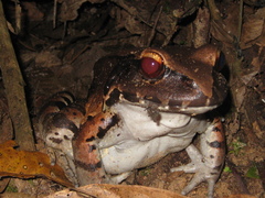 Leptodactylus paraensis