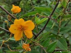 Senna burkartiana