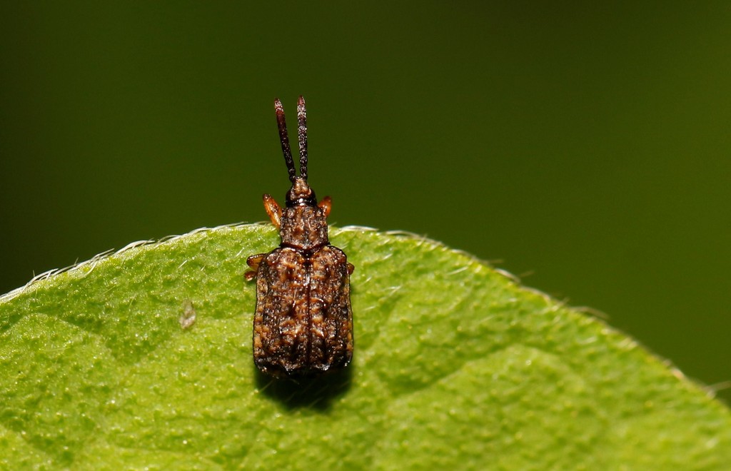 Oncocephala gestroi