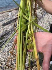 Sparganium glomeratum