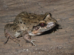 Leptodactylus leptodactyloides