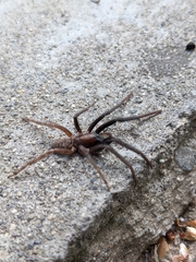Segestria florentina