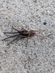 Segestria florentina