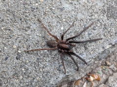 Segestria florentina
