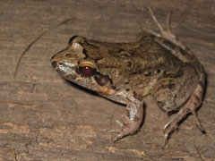 Leptodactylus leptodactyloides
