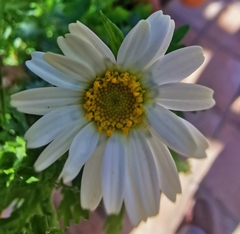 Leucanthemum vulgare