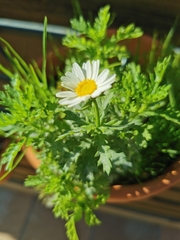 Leucanthemum vulgare