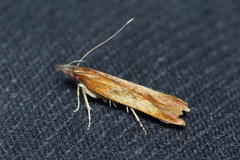 Dichomeris ustalella