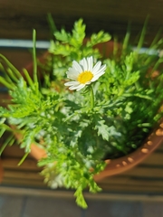 Leucanthemum vulgare