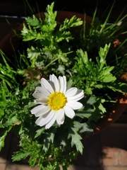 Leucanthemum vulgare