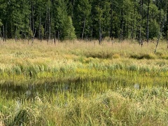 Sparganium glomeratum