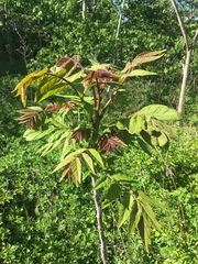 Ailanthus altissima