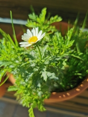 Leucanthemum vulgare