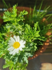 Leucanthemum vulgare