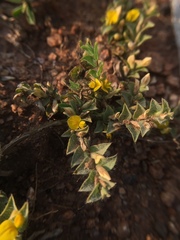 Crotalaria