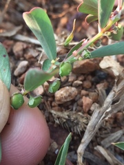 Phyllanthus maderaspatensis