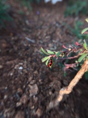 Coccinella transversalis