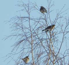 Turdus pilaris