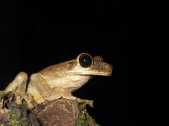 Osteocephalus taurinus