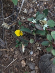Crotalaria hebecarpa