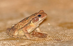 Rhinella ornata