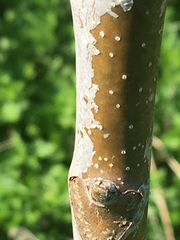 Ailanthus altissima