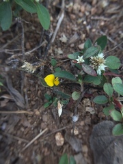 Crotalaria hebecarpa