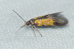 Schiffermuelleria schaefferella