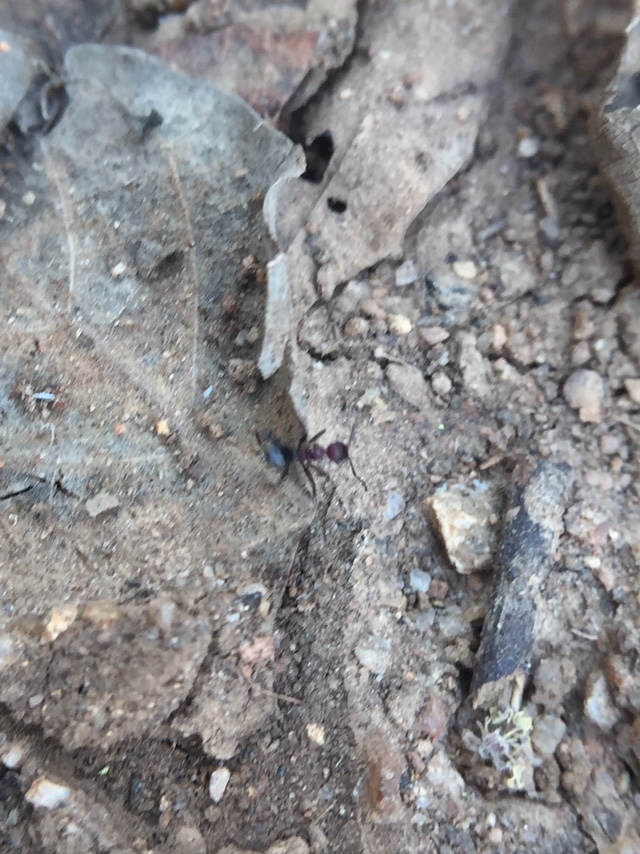 Pheidole sharpi