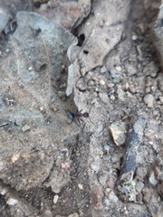 Pheidole sharpi