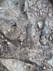 Pheidole sharpi