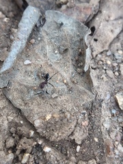 Pheidole sharpi