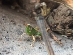 Orthoptera