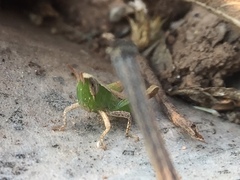 Orthoptera