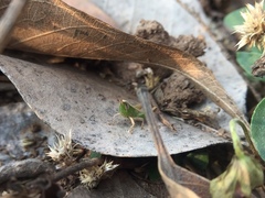 Orthoptera