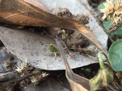 Orthoptera