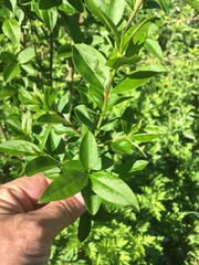 Ligustrum