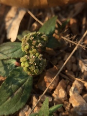 Euphorbia hirta