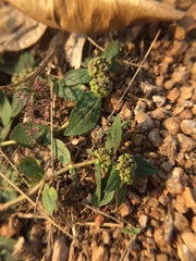 Euphorbia hirta