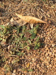 Euphorbia hirta