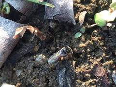 Tetragonula