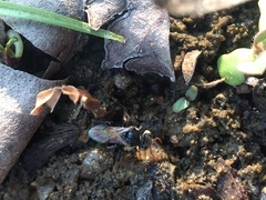Tetragonula